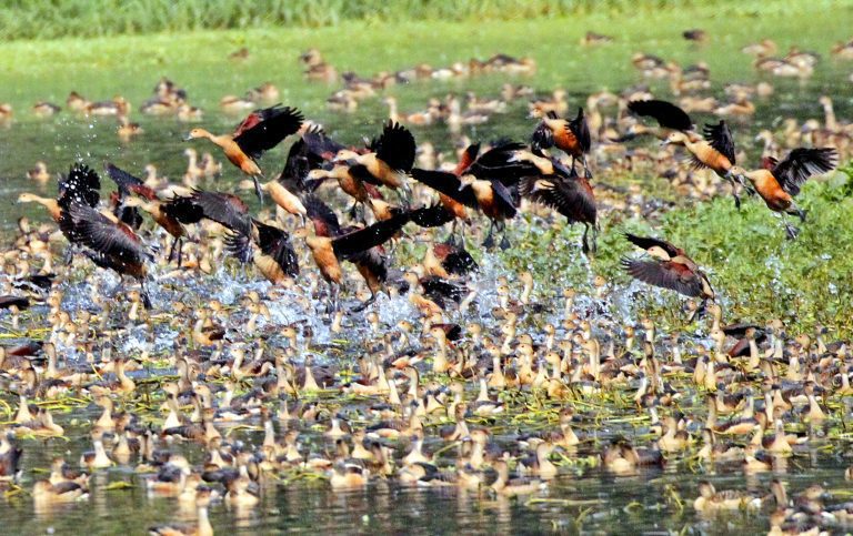 শীতের অতিথি পাখি। ছবি: ইলিয়াস সাজু