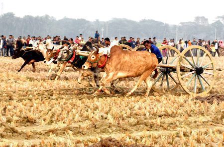 গরুর গাড়ির দৌড় প্রতিযোগিতা