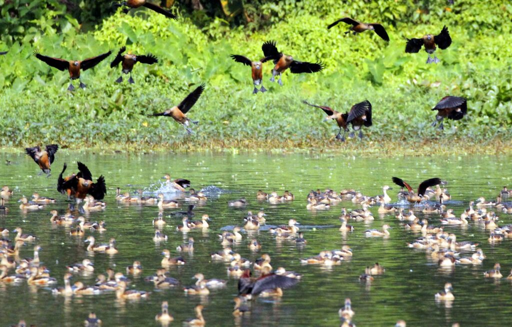 শীতের অতিথি পাখি। ছবি: ইলিয়াস সাজু