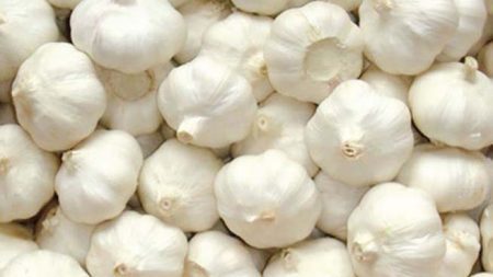 চার ধাপে বেড়ে এখন ধীরমুখি রসুনের দাম