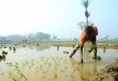 ইরি-বোরো ধানের চারা রোপণে ব্যস্ত সময় পার করছেন যশোরের কৃষকরা। আমন ঘরে তোলার পর প্রচণ্ড শীত উপেক্ষা করে এ চাষে নতুন স্বপ্ন নিয়ে মাঠে নেমেছেন তারা। ছবিটি যশোর সদর থেকে তুলেছেন আমাদের আলোকচিত্রী ইলিয়াস সাজু