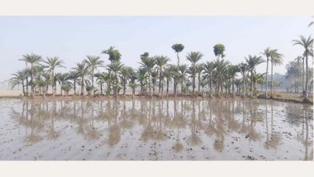 যশোরে খেজুর গুড়ের ঐতিহ্য রক্ষার উদ্যোগ