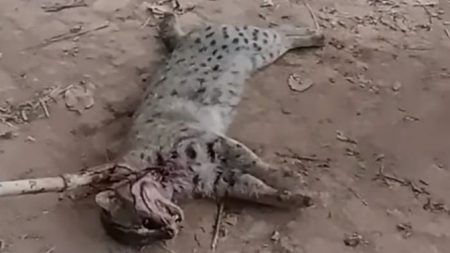 চৌগাছায় গ্রামের ভিতরে ঢুকে প্রাণ গেল মেছো বাঘের