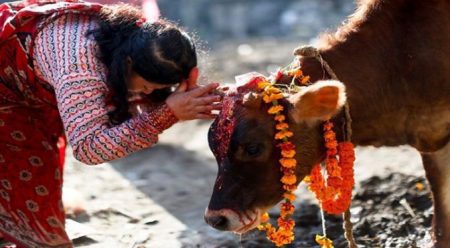 গোহত্যা বন্ধ হলে পৃথিবীর সব সমস্যা দূর হবে : গুজরাটের আদালত