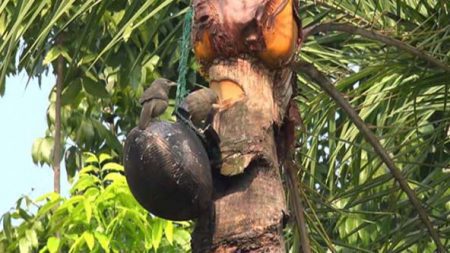 খেজুরের কাঁচা রস খাওয়া থেকে বিরত থাকার আহ্বান- স্বাস্থ্য অধিদফতর