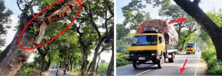 প্রাণঘাতী হয়ে উঠেছে শতবর্ষী গাছ // পাঁচ বছরে ১০ জনের মৃত্যু