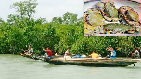 সুন্দরবনে অবাধে চলছে কাঁকড়া আহরণ
