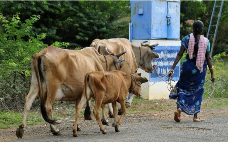 গবাদি পশু পরিপালনে কর্মসংস্থান বাড়ছে