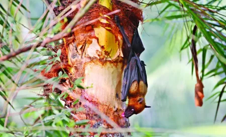 ৩২ জেলায় নিপাহ ভাইরাস