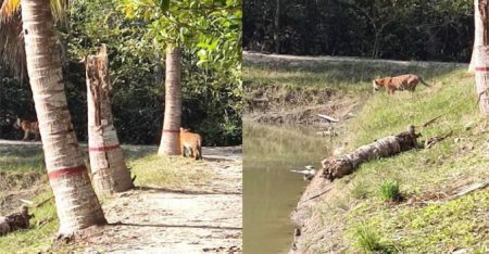 তিন বাঘের ‘রঙ্গ লীলায়’ পাঁচ বনরক্ষীর শ্বাসরুদ্ধকর ২০ ঘণ্টা