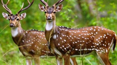 হরিণের মাংসসহ ২ জন আটক