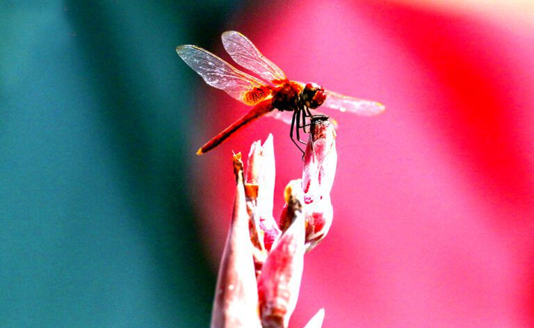 আজকের ছবি : ৫ মার্চ ২০২৩