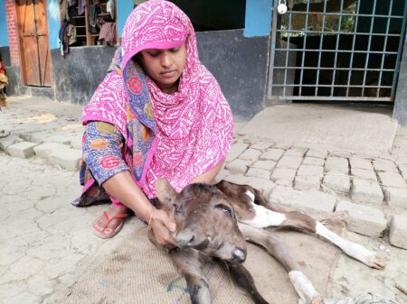 দুই মাথা, চার চোখের বাছুর!