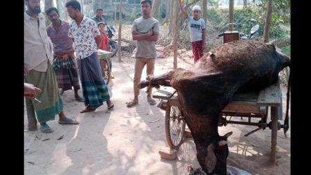 মরা গরুর মাংস বিক্রির চেষ্টা মরা গরুর মাংস বিক্রির চেষ্টা
