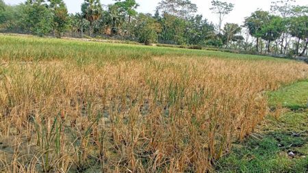বিপর্যয়ে মোরেলগঞ্জে লবণাক্ততায় ১০০ বিঘা জমির বোরো আবাদ