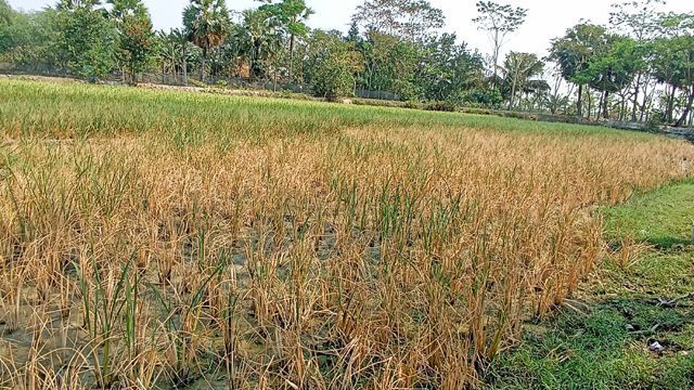 বিপর্যয়ে মোরেলগঞ্জে লবণাক্ততায় ১০০ বিঘা জমির বোরো আবাদ বিপর্যয়ে মোরেলগঞ্জে লবণাক্ততায় ১০০ বিঘা জমির বোরো আবাদ