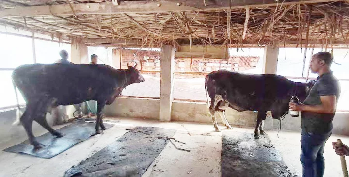 বাগারহাটে গরুর খামারে আগুন, ১৬ গরু দগ্ধ বাগারহাটে দুগ্ধ খামারে আগুন, দগ্ধ ১৬ গরু