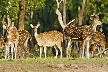 কয়রায় ৮২ কেজি হরিণের মাংস জব্দ 