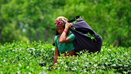 চা নিলাম শুরু হচ্ছে ১৭ এপ্রিল