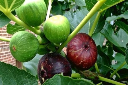 ডুমুরের স্বাস্থ্য উপকারিতা