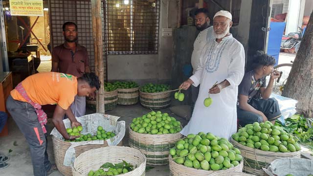 সাতক্ষীরার কাঁচা টক আমের চাহিদা দেশজুড়ে