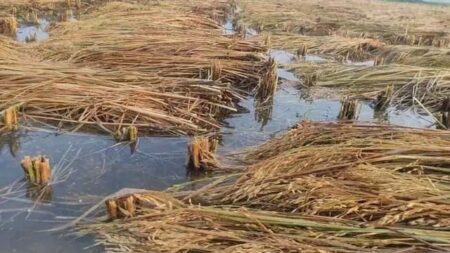 পানিতে ভাসছে কেটে রাখা ধান