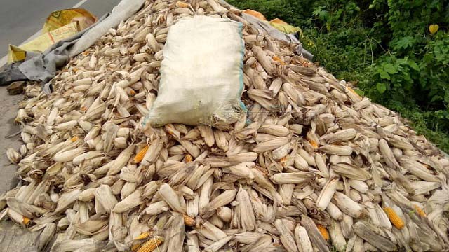 রাজগঞ্জে ভুট্টার ফলনে কৃষকের মুখে হাসি