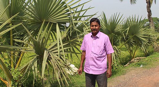 তালের চারা রোপণে অনন্য দৃষ্টান্ত স্থাপন চিত্ত রঞ্জনের Jessore