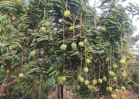 লাভের স্বপ্ন দেখছেন সাতক্ষীরায় আম ব্যবসায়ীরা Satkhir