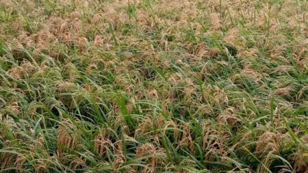 বোরো ধানে ব্লাস্ট, কৃষকের স্বপ্ন ফিকে