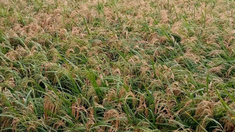 বোরো ধানে ব্লাস্ট, কৃষকের স্বপ্ন ফিকে