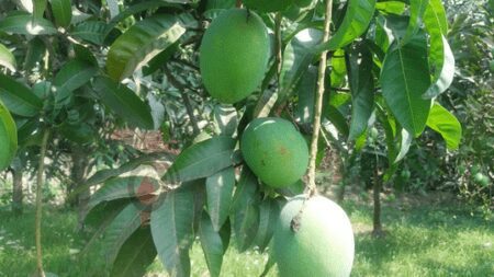 ভৌগলিক ও আবহাওয়াজনিত কারণে বাংলাদেশে আম মৌসুমের শুরুতে সাতক্ষীরার আম পরিপক্ক হয়। আগাম প্রাপ্তি ও স্বাদের কারণে দেশের বাজারে সাতক্ষীরার