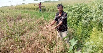 কালীগঞ্জে নেক ব্লাস্টে নষ্ট হচ্ছে ধান