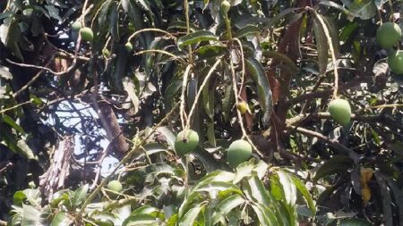 চুয়াডাঙ্গায় তীব্র তাপদাহ, ঝরছে আমের গুটি