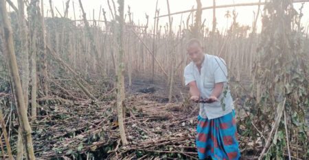 ঝিনাইদহে আগুনে পুড়ল ৫০ বিঘা পানের বরজ