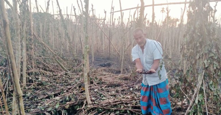 ঝিনাইদহে আগুনে পুড়ল ৫০ বিঘা পানের বরজ