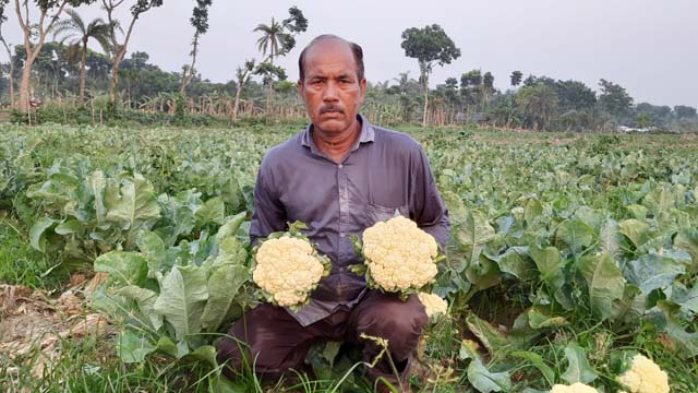 অসময়ের ফুলকপি চাষে লাভবান আলী হোসেন