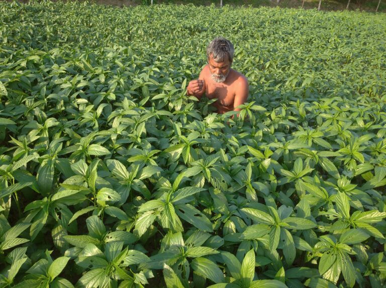 Jhenaidah