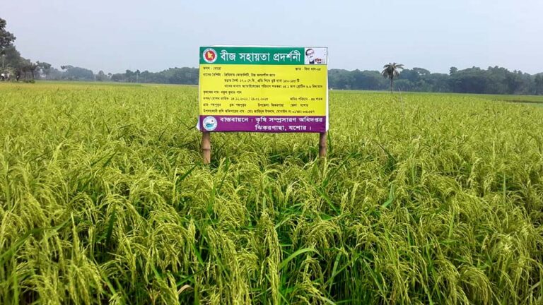 যশোরে প্রথম চাষ হয়েছে উচ্চ ফলনশীল বিনা-২৫ জাত