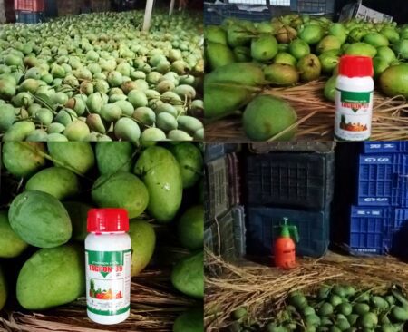 বিষাক্ত কেমিক্যালে পাকানো হচ্ছে আম IMG_20230