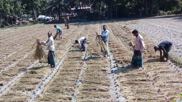 কেশবপুরে বোরোর ভালো দামে খুশি কৃষক