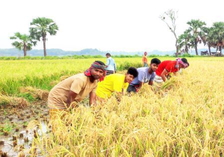 মাগুরায় কৃষকের ধান কেটে দিলেন ছাত্রলীগের নেতাকর্মী Dhan