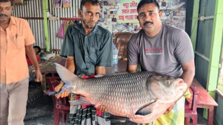 পদ্মার এক কাতল ঢাকায় গেল অর্ধলাখ টাকায়