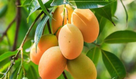 যেভাবে চিনবেন ফরমালিনমুক্ত আম