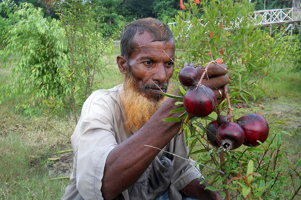 দেশি-বিদেশি ফল চাষে আগ্রহ বাড়ছে বাউফলে