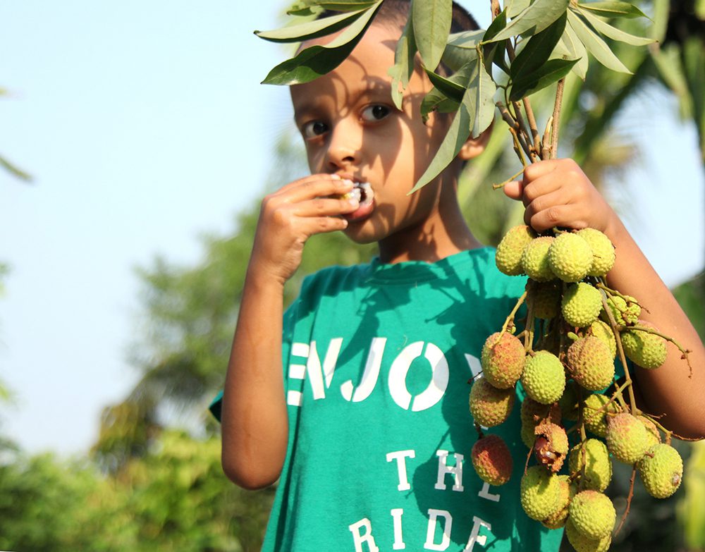দেশি-বিদেশি ফল চাষে আগ্রহ বাড়ছে বাউফলে