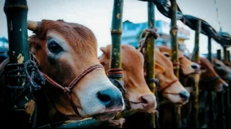 দেশে ১ কোটি ৪১ হাজার পশু কোরবানি হয়েছে