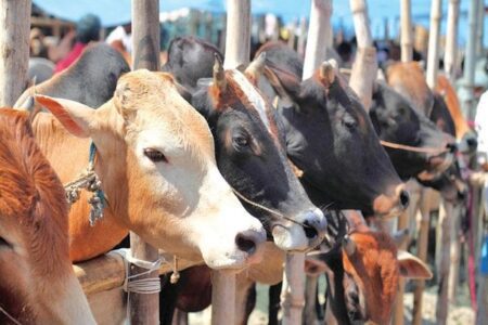 গরু ও গরুর মাংস আমদানির নির্দেশনা চেয়ে রিট