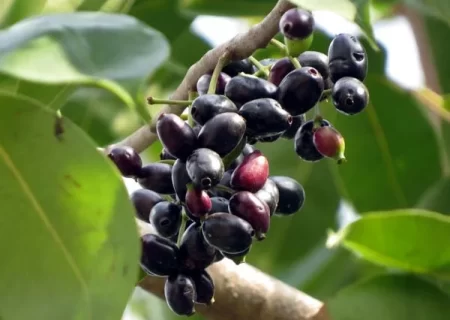 জাম খাওয়ার ৭ উপকারিতা জেনে নিন