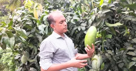 যশোরে এক আমের ওজন ৫ কেজি